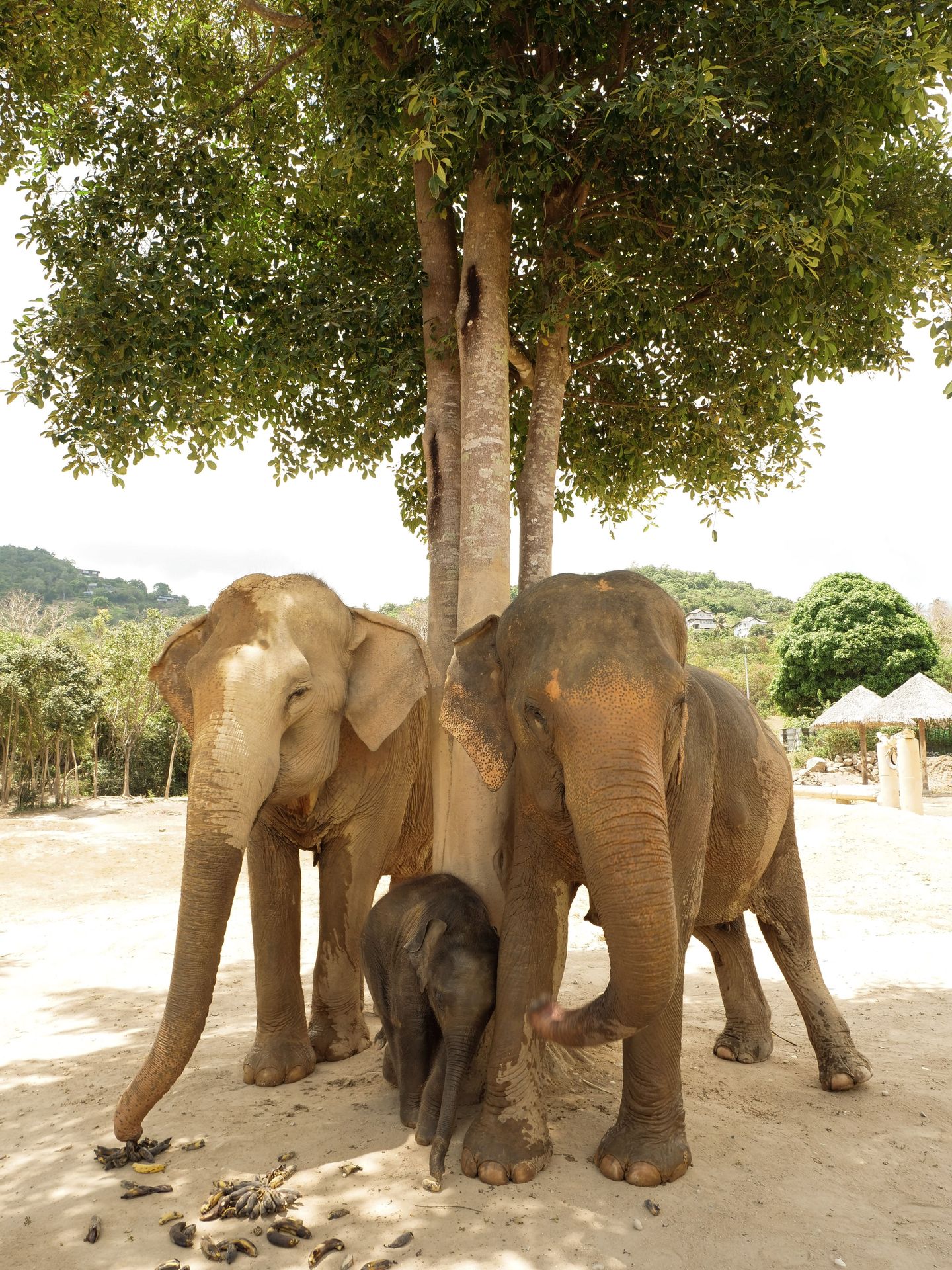 Elephant encounter Koh Samui