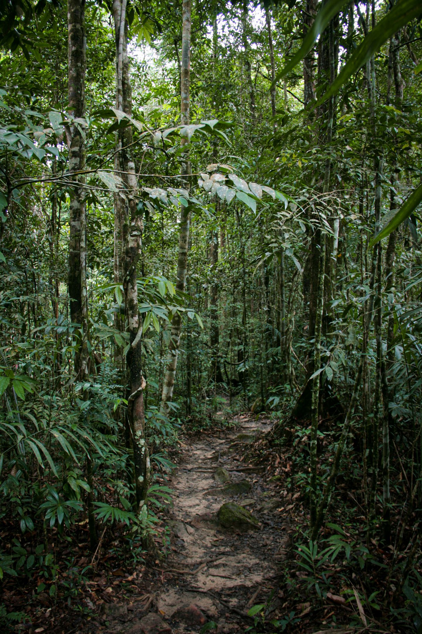 Koh Samui jungle