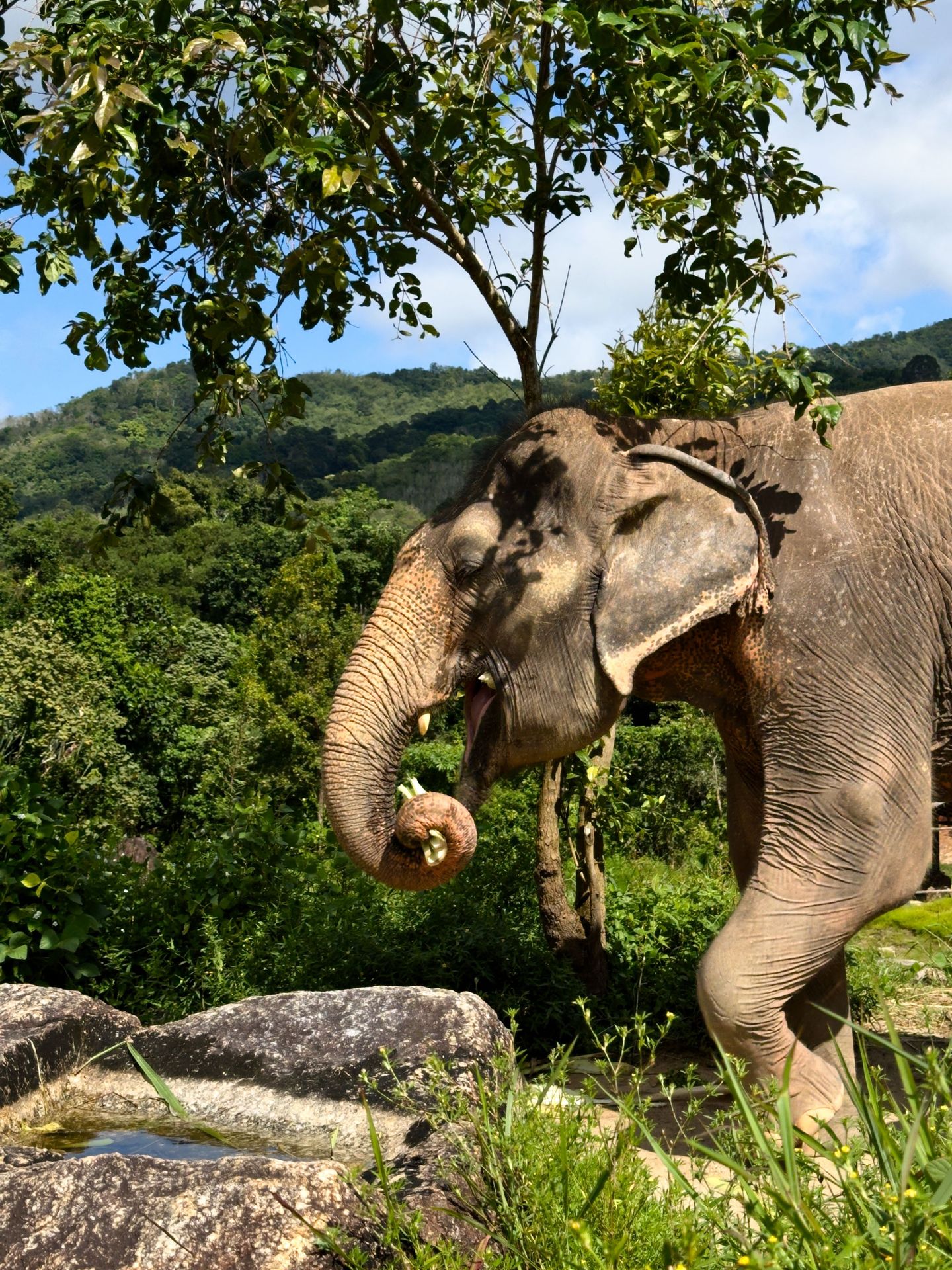 Ethical elephant sanctuary